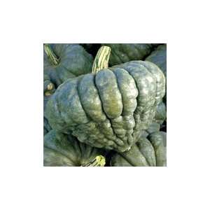  Queensland Blue Squash   pack 