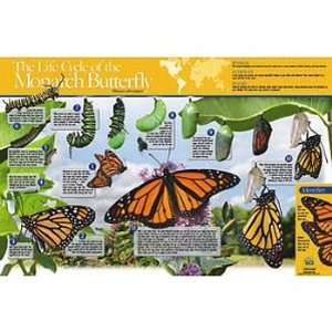 Monarch Butterfly Life Cycle Chart:  Industrial 