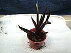 Bromeliads Bromeliad Vriesea Sucrei x Little Chief items in 