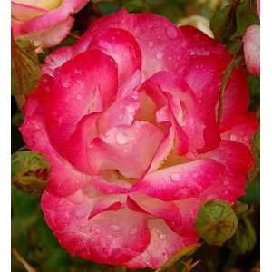  Suni Rose Bush Flower Seeds: Patio, Lawn & Garden
