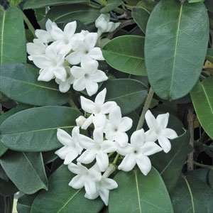  Stephanotis Plant   Approx. 8   12 inches: Patio, Lawn 