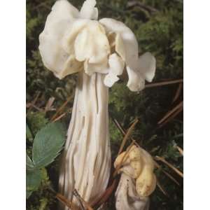 Fluted Helvella or False Morel Mushroom (Helvella Crispa), Ascomycetes 