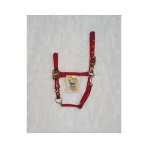   Halter Company 8 11 3 4 Adj Arab Halter W Sn Red Average   8DAS AVRD