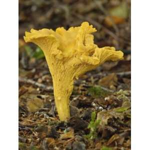 Chanterelle Mushroom (Cantharellus Cibarius) Growing on the Ground in 
