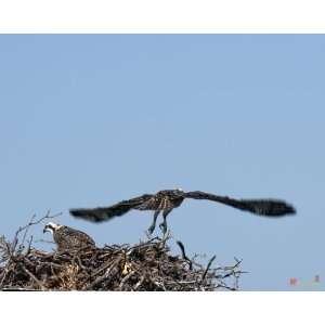  Week Six, Osprey Chick  Take Off