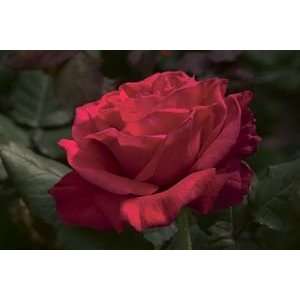  Legends (Rosa Hybrid Tea)   Bare Root Rose: Patio, Lawn 