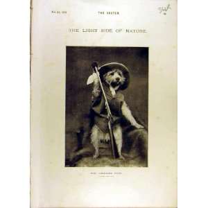    1896 Wounded Boer Dog Sketch Chiropodist Lady Gent