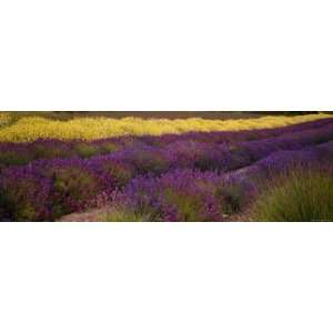 Lavender and Yellow Flower Fields, Sequim, Washington, USA 