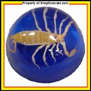   Scorpion sealed in plastic paper weight on black.: Everything Else