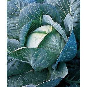  Cabbage, King Slaw Hybrid 1 Pkt. (200 seeds) Patio, Lawn 