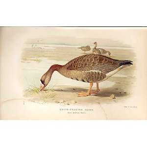    White Fronted Goose By Thorburn Birds 1855 97