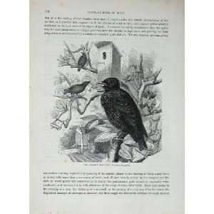  CassellS Birds C1870 Common Starling Raven Vulgaris