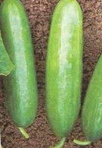 Cucumber Bush Crop Seeds  