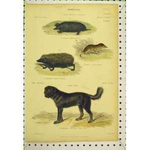   : Mammalia C1850 Colour Print Mole Shrew Hedgehog Dog: Home & Kitchen