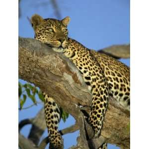  Leopard in Tree at Twilght, Tuli Game Reserve, Botswana 