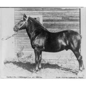  Prize winners,Sherburne County Fair,MN,work horse,c1916 