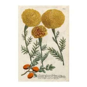  Johann Wilhelm Weinmann   Marigold Magic I GICLEE Canvas 