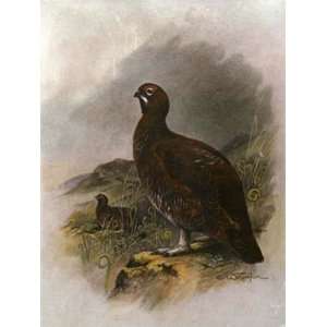 Grouse Etching Whymper, Charles Animals, Dogs Birds Engraving Intaglio 