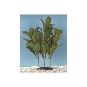  Plants+Plus Medium Rotala Serrate