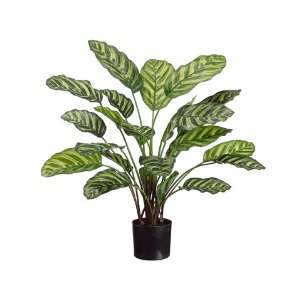  23 Peacock Plant in Pot Two Tone Green (Pack of 8): Home 
