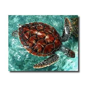 Sea Turtle Grand Cayman Giclee Print: Home & Kitchen