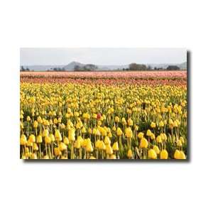 Yellow Orange Tulips Iii Giclee Print