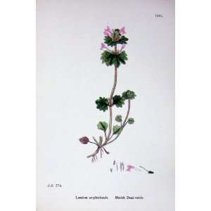   Botany Plants C1902 Henbit Dead Nettle Lamium Flowers