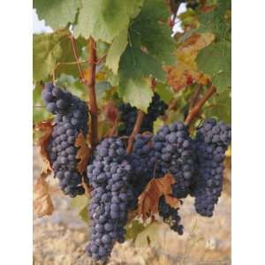 Grapes in Vineyard Near Logrono, Ebro Valley, La Rioja Province, Spain 