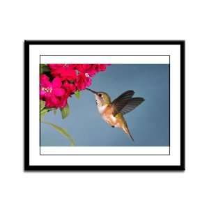    Framed Panel Print Female Rufous Hummingbird 