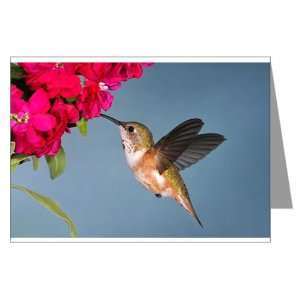  Greeting Card Female Rufous Hummingbird 