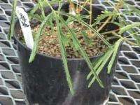 Sensitive Plant (Mimosa Pudica)   500+ SEEDS  