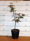 Red Leaved Japanese Maple seedling 2 years old in pot