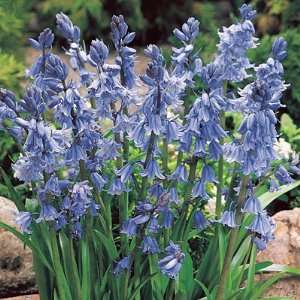  Wood Hyacinth Bulbs Blue Patio, Lawn & Garden