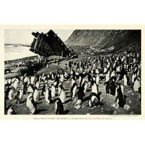  1922 Print Antarctic Macquarie Island Beach Royal Colony 
