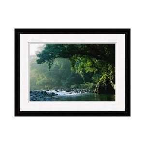   Park Rainforest Luzon Philippines Framed Giclee Print