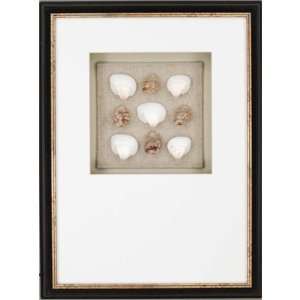   Shell Collection Framed Wall Art (Set of 2) by Paragon: Home & Kitchen