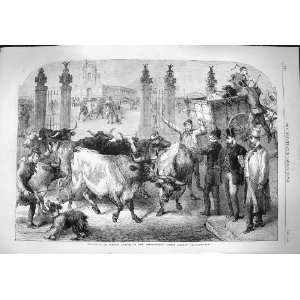  1865 Foreign Cattle Metropolitan Cattle Market Animals 