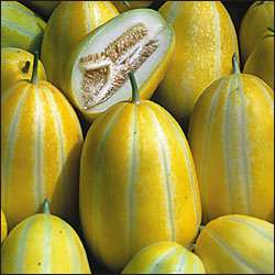 NEW*RARE*EARLY SILVERLINE WATERMELON*5 SEEDS*EZ* #1159  
