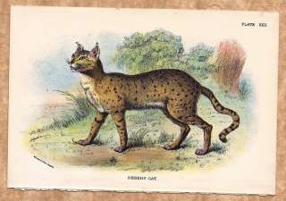 DESERT CAT Original c1896 Print  