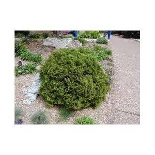 Little Giant Dwarf Arborvitae (Thuja) Shrub (1 to 2 Year Plants) 6 10 