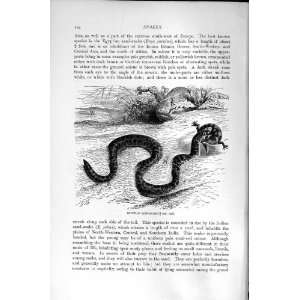   : EGYPTIAN SAND SNAKE NATURAL HISTORY 1896 OLD PRINT: Home & Kitchen