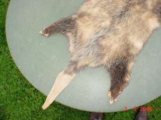 Opossum pelt w ft. tail tanned skin taxidermy wild hide  