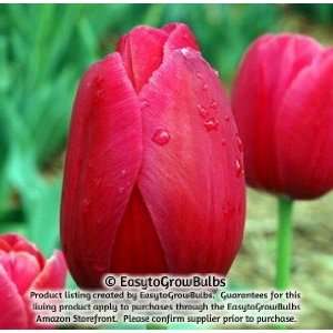   Tulips Renown   10 large bulbs   12+ cm Patio, Lawn & Garden