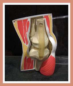 Vintage Four Piece Knee Joint Bone Muscle Anatomy Model  