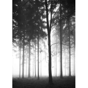  Graham and Brown 43308 Forest Dawn Digitally Printed 