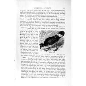    NATURAL HISTORY 1895 DERBIAN GUAN BIRD OLD PRINT: Home & Kitchen