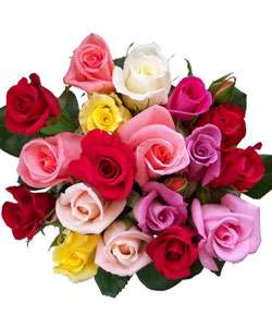 Dozen Multi Rose with 6 Free Roses and Single Rose Bouquet   