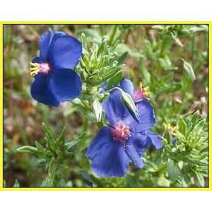   Perennial Blue Flax Plants   Linium   SALE* Patio, Lawn & Garden