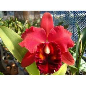  Blc. Fort Watson Rose Glow Cattleya Alliance Orchid 