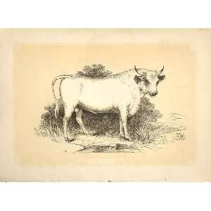    The Bull 1860 Coloured Engraving Sepia Style: Home & Kitchen